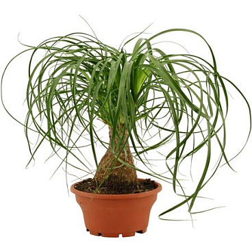 Beaucarnea On Stem Variegated