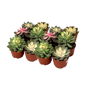 Эхеверия Микс