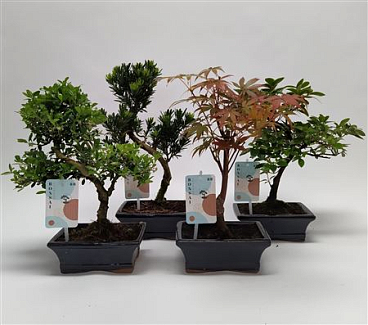 Bonsai Mix Outdoor