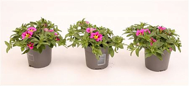 Calibrachoa Cabaret Bumble Bee Rose