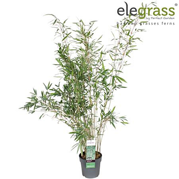 Fargesia Nitida Black Shadow