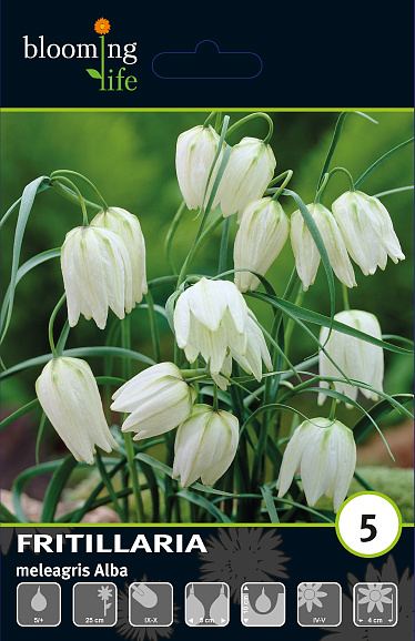 Рябчик шахматный Альба