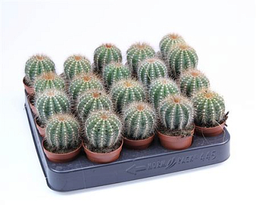Eriocactus Warassi