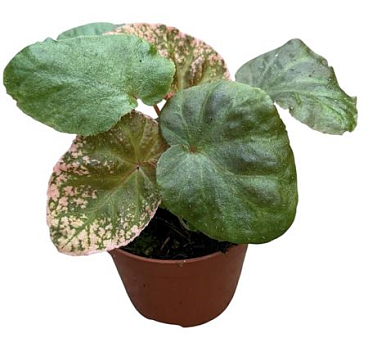 Begonia Midnight Sun