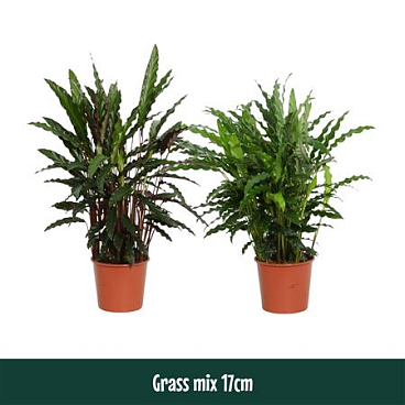 Calathea Grass Mix