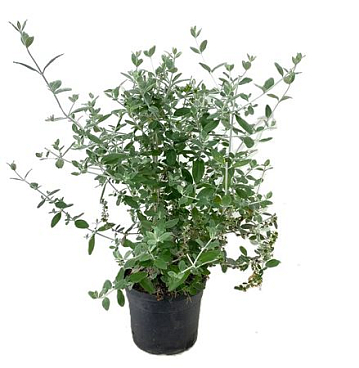 Teucrium Fruticans