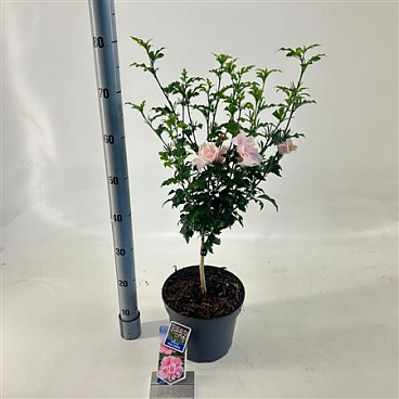 Hibiscus Syr Pink Chiffon