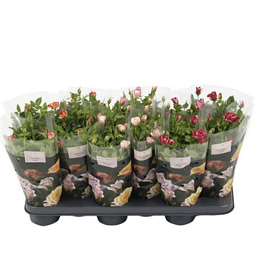 Rosa Victory Mix