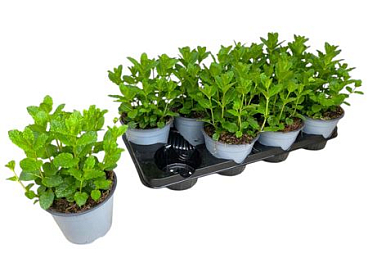 Mentha Spicata Maroc