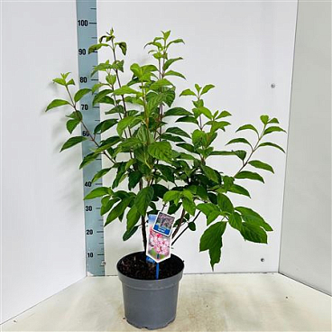 Viburnum Farreri