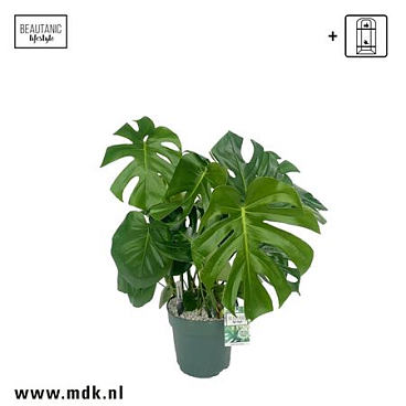 Monstera Deliciosa + Watermeter