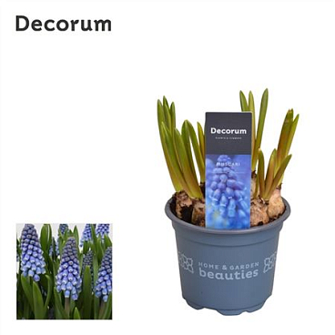 Muscari Big Smile (decorum)