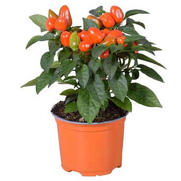 Capsicum An Samba Orange
