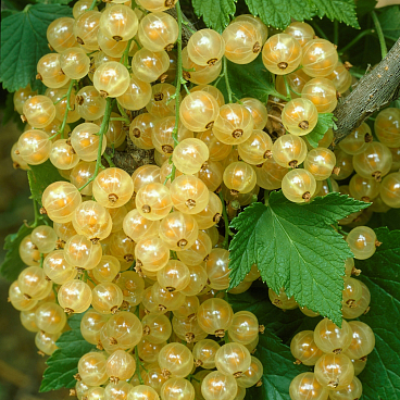 Смородина белая Белая Фея