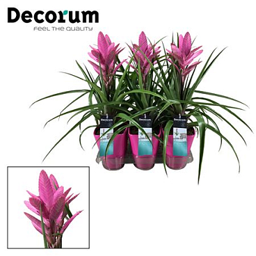 Tillandsia Amira Luxe (decorum)
