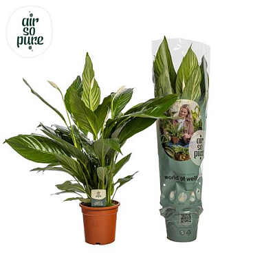 Spath Bingo Cupido 2+ (air So Pure)
