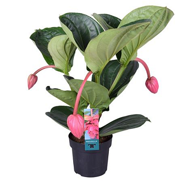 Medinilla Magnifica Flamenco 2 Etage 3 Knop