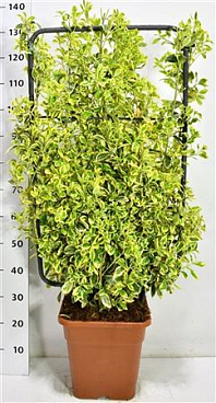 Euonymus Jap Bravo Screen