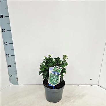 Ligustrum Jap Rotundifolium