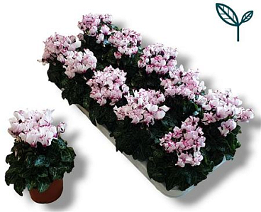 Cyclamen Victoria White-pink