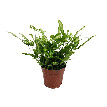 Адиантум Микс