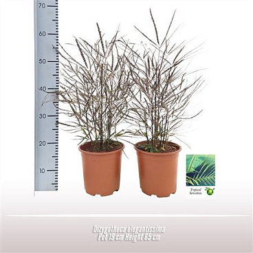 Dizygotheca Elegantissima