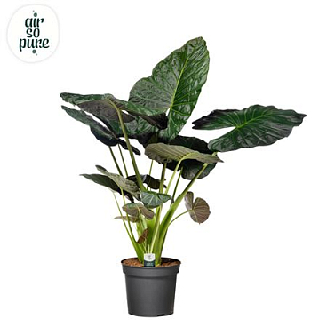 Alocasia Regal Shield P35 (air So Pure)