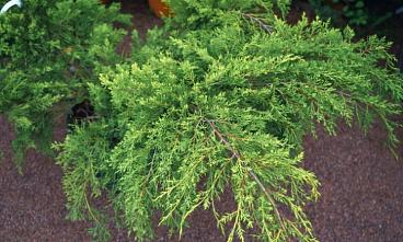 Можжевельник средний Ауреа