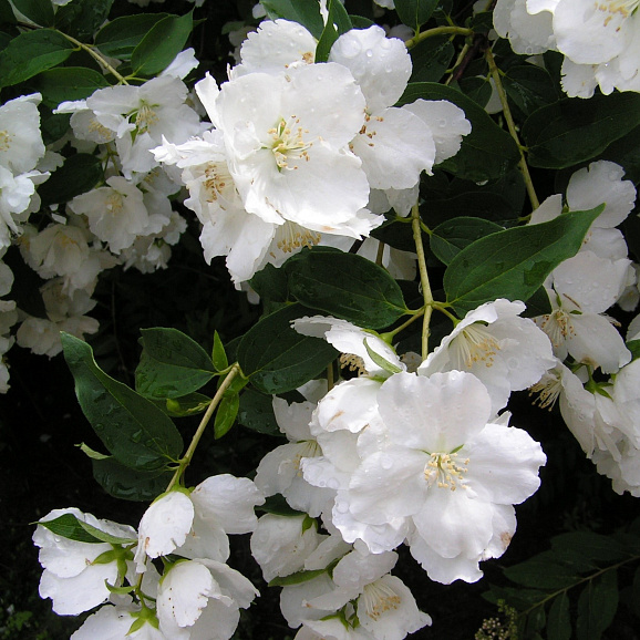 Чубушник лемуана Мон Блан в тубе