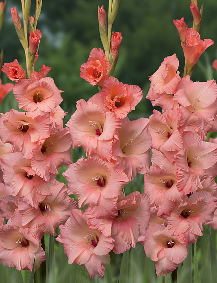 Гладиолус крупноцветковый Джорджия Пич