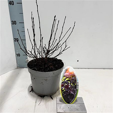 Physocarpus Op All Black