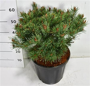 Pinus Sylv Martham