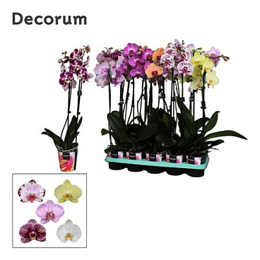 Phal 2st Mix 16+ Decorum (bernhard)