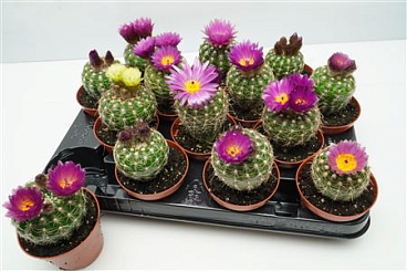 Noto Groot Flowering