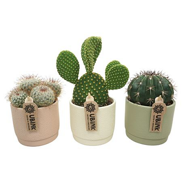 Cactus Mix Bowl
