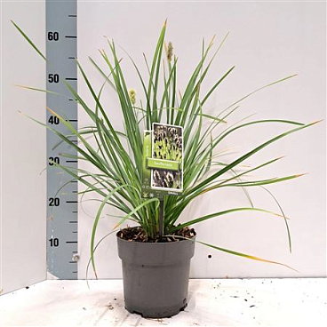 Sesleria Heufleriana