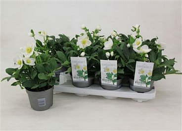 Helleborus Niger Mont Blanc (l)