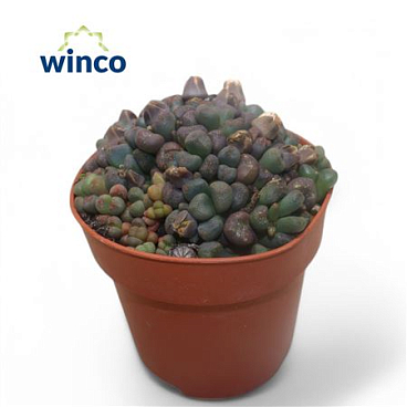 Aloinopsis Schoonesii