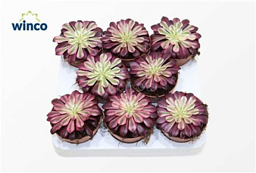 Aeonium Black Copper
