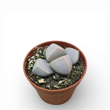 Lapidaria Margaretae