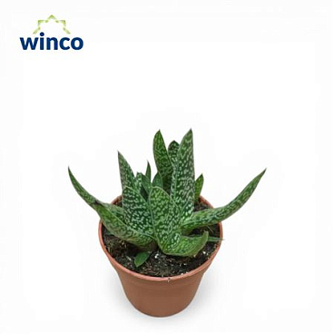 Gasteria Carinata