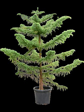 Araucaria Heterophylla (250-300)