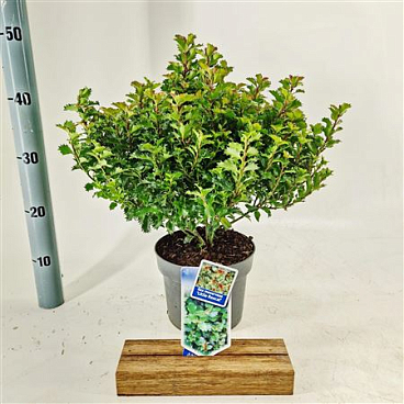 Ilex Meserveae Little Rascal