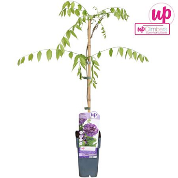 Wisteria Frutescens Longwood Purple