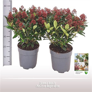 Skimmia Rubella
