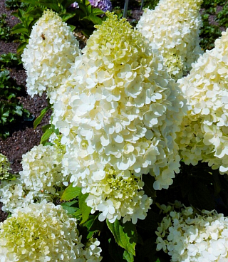 Гортензия метельчатая Меджикал Маттерхорн