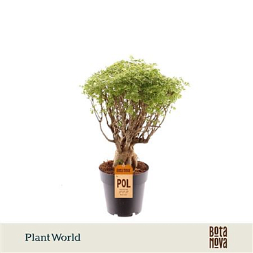 Polyscias Hawaiiana Ming Gold Bonsai