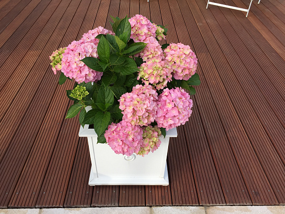 Гортензия крупнолистная Лэди Седакшэн