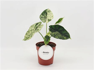Alocasia Dragon Scale Mint