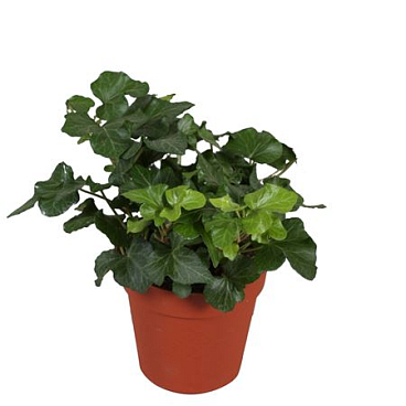 Hedera Helix Green Wave